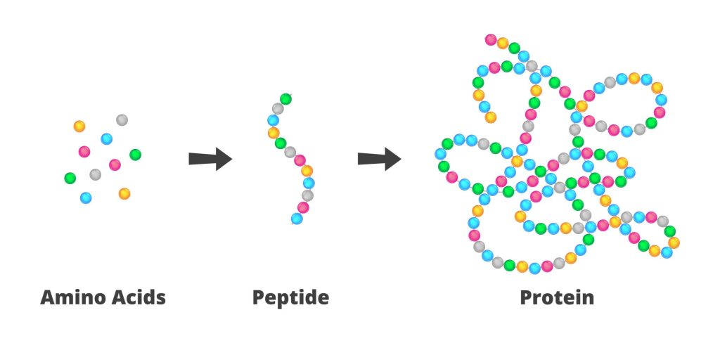 Peptides Explained: How These Small Molecules Support Recovery, Metabolism, and Healthy Aging